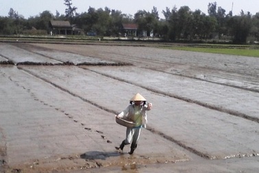 Ra đồng cày cấy ngày xuân   