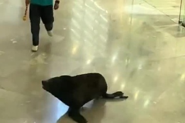 Sư tử biển "đào tẩu" khỏi buổi biểu diễn, đại náo trung tâm mua sắm