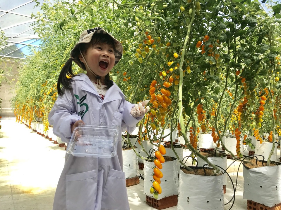Cô giáo có thu nhập lý tưởng nhờ trồng cà chua công nghệ cao - 7 Cô giáo có thu nhập lý tưởng nhờ trồng cà chua công nghệ cao - 7