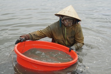 Thợ cào hến nhọc nhằn ngâm mình trong nước bẩn mưu sinh