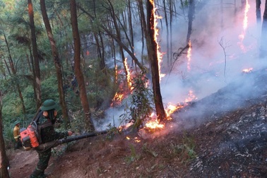 Gần 400 người khống chế vụ sét đánh cháy rừng thông
