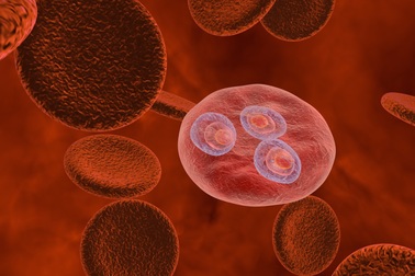 Xem kí sinh trùng sốt rét dùng “chiêu trò” để vô hiệu hóa hệ miễn dịch