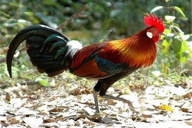 Trại gà rừng 1 triệu USD: Bậc nhất Việt Nam