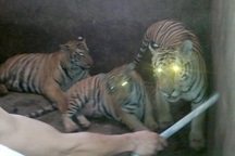 Sửng sốt điểm nuôi nhốt hổ như nuôi lợn