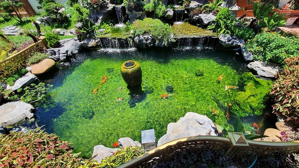 Ngắm nhà gỗ cổ Bắc Bộ với hồ cá Koi đẹp hiếm có ở ngoại thành Hà Nội - 11 Ngắm nhà gỗ cổ Bắc Bộ với hồ cá Koi đẹp hiếm có ở ngoại thành Hà Nội - 11