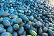 Dưa hấu tăng giá, nông dân Bình Định phấn khởi, không lo chờ... giải cứu