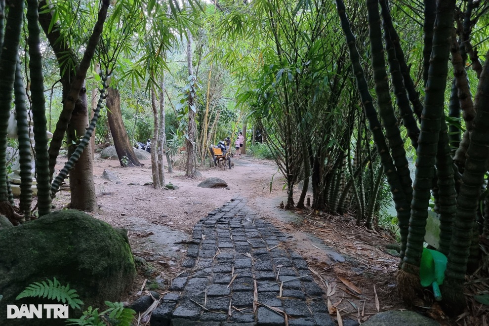 Khu bảo tồn gần 100 loài tre, trúc trên bán đảo Sơn Trà - 2 Khu bảo tồn gần 100 loài tre, trúc trên bán đảo Sơn Trà - 2