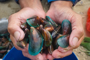 Người dân Đà Nẵng đổ xô ra biển "hốt" vẹm xanh sau bão