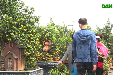 Người Hà Nội chơi quất Tết sớm vì lo ngại dịch bệnh