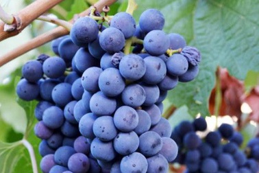 Kiếm tiền tỷ mỗi năm nhờ trồng nho, ai nói ở quê không thể giàu?