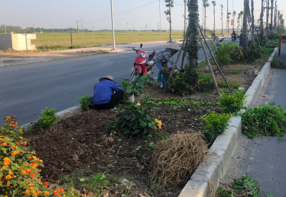 Vụ cây xanh “đột tử” ở Thanh Oai: Tức tốc nhổ bỏ, trồng thay thế cây mới - 3 Vụ cây xanh “đột tử” ở Thanh Oai: Tức tốc nhổ bỏ, trồng thay thế cây mới - 3