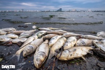 Công nhân môi trường mỗi ngày vớt, dọn hơn 1 tấn cá chết ở hồ Tây