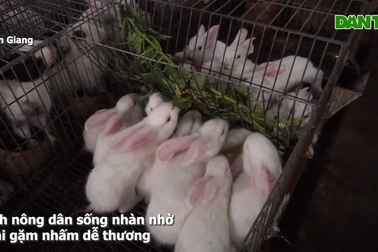 Anh nông dân Tiền Giang khấm khá nhờ nuôi loài gặm nhấm dễ thương