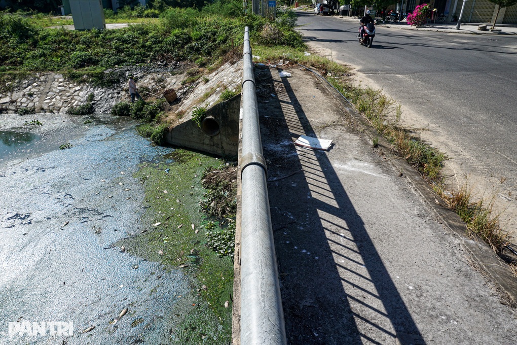 Cá chết hàng loạt ở Đà Nẵng sau cơn mưa đầu mùa - 2