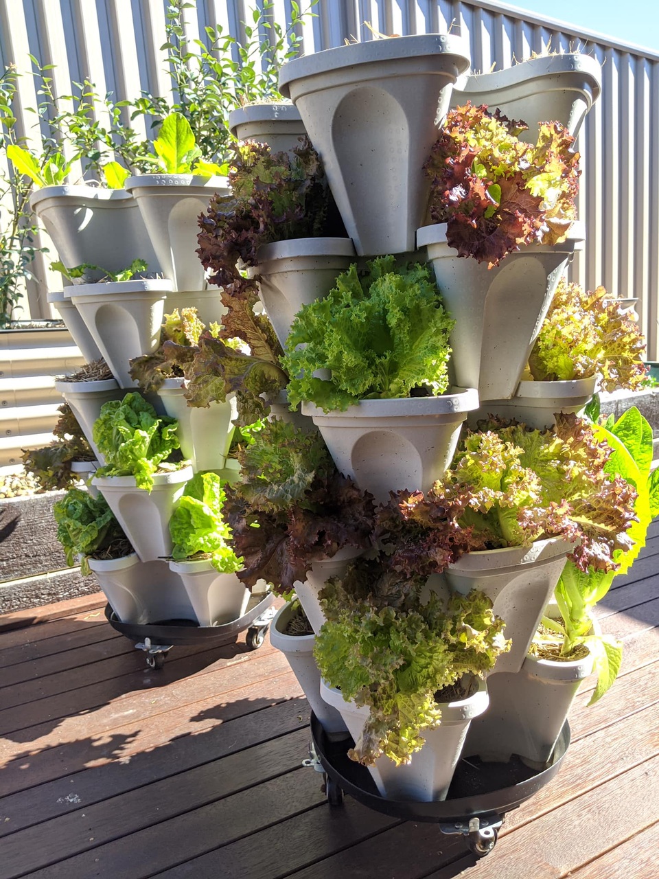 Thích mê khu vườn nhỏ đủ loại cây trái của cặp đôi yêu nhau 16 năm - 8