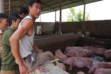 Lỗ gần 200 triệu đồng/xe, thương lái buôn lợn hơi rủi ro hơn đánh bạc