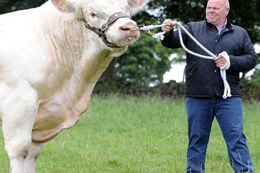 Ngỡ ngàng trước con bò khổng lồ nặng 2 tấn