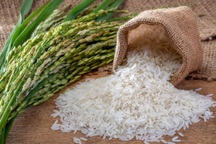 Giá gạo liên tục giảm mạnh, Thủ tướng chỉ đạo khẩn