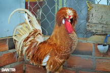 Anh nông dân nuôi "quái gà" dáng như sư tử, bán tiền triệu mỗi con