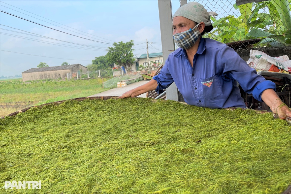 Trồng cây chồng hút vợ say, bỏ túi trăm triệu đồng mỗi vụ - 7 Trồng cây chồng hút vợ say, bỏ túi trăm triệu đồng mỗi vụ - 7