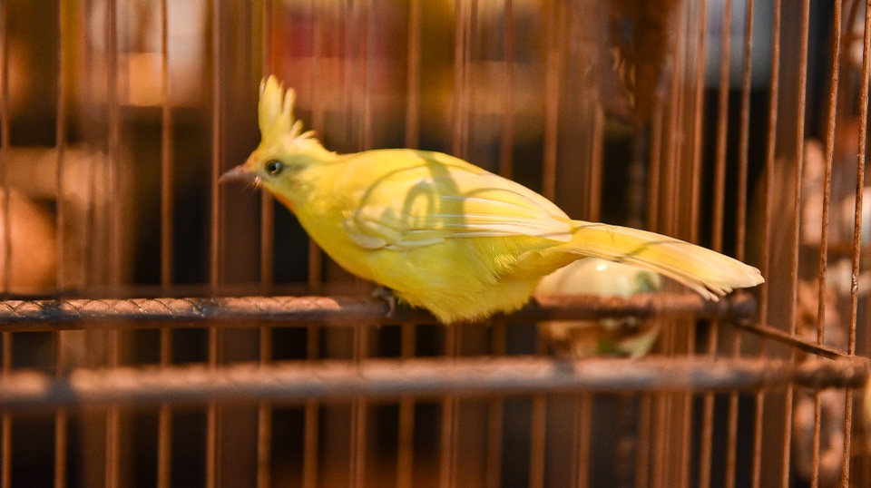 5 lần 7 lượt lên núi mua hoàng mào, đại gia từ chối bán dù được trả tiền tỷ - 10