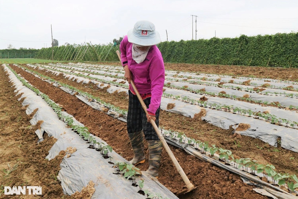 Nông dân làng rau lớn nhất Quảng Nam đội mưa lạnh, tất bật lo vụ Tết - 2 Nông dân làng rau lớn nhất Quảng Nam đội mưa lạnh, tất bật lo vụ Tết - 2
