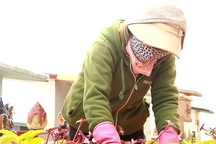 “Ôsin” ở nghĩa trang