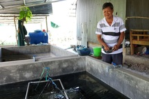 Nông dân Cần Thơ làm giàu từ nuôi lươn giống không bùn