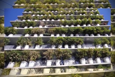 Không gian xanh ở tòa chung cư phủ kín cây cảnh