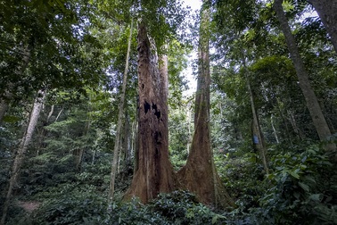 Cây chò nghìn năm tuổi chết khô vẫn sừng sững giữa rừng Cúc Phương