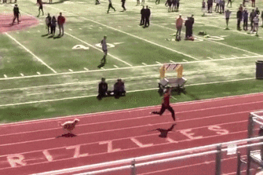 Chú chó chiến thắng trong cuộc thi chạy gây sốt mạng xã hội