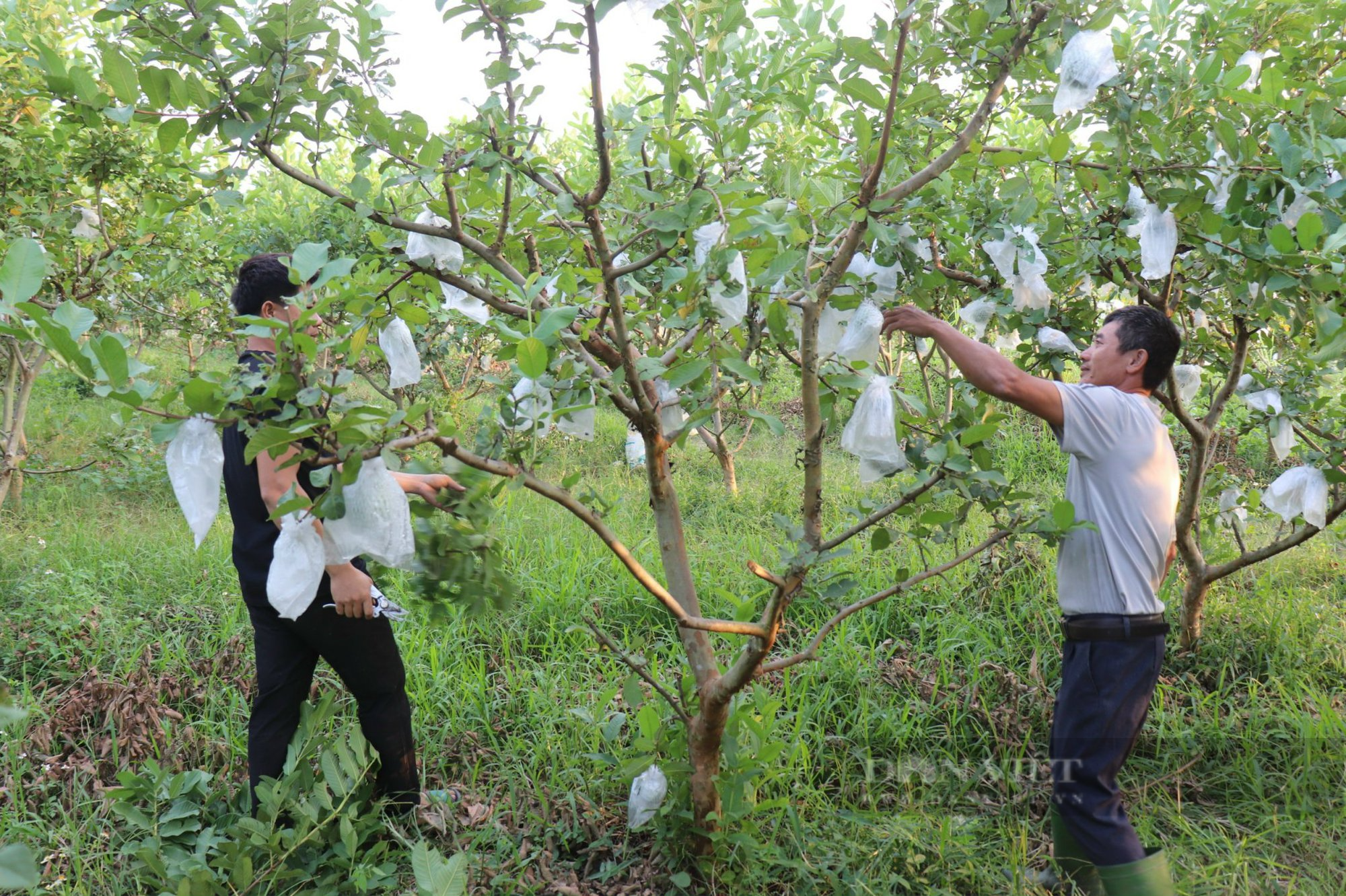 Bỏ giấc mơ đi Nhật, về quê kiếm tiền tỷ mỗi năm với số vốn 10ha đất - 4 Bỏ giấc mơ đi Nhật, về quê kiếm tiền tỷ mỗi năm với số vốn 10ha đất - 4