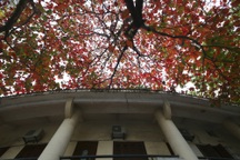 Hà Nội mùa cây bàng đỏ lá