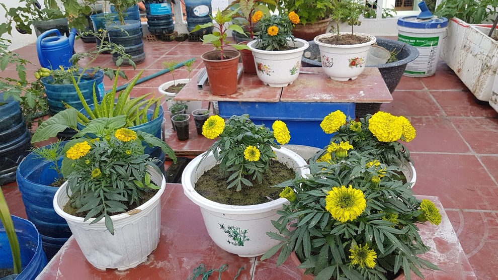 Nhóm bạn rủ nhau làm vườn sân thượng nhiều giống lạ, thu hoạch mỏi tay - 2