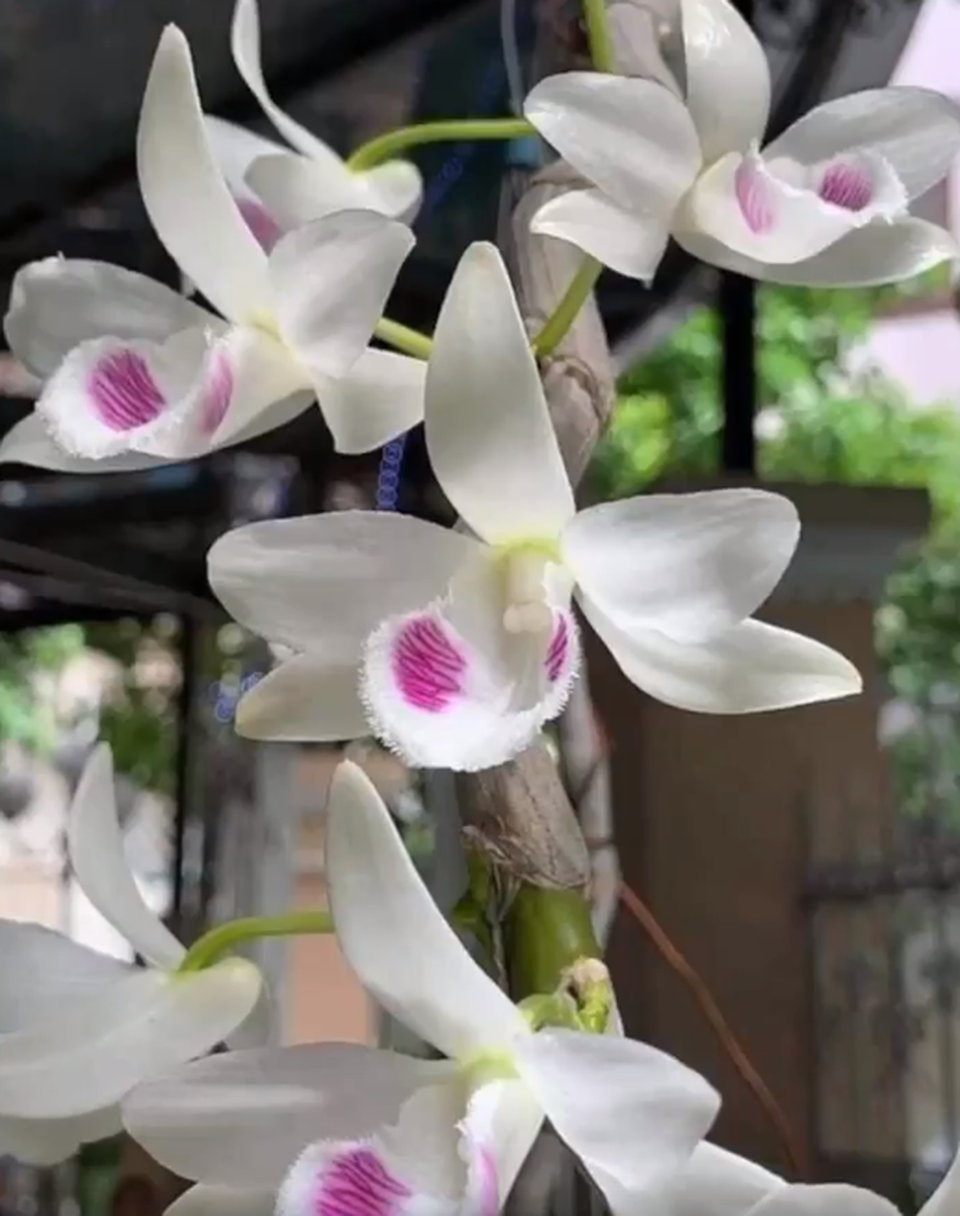 Rộ những giao dịch lan đột biến giá trên trời khiến dân tình dậy sóng - 2 Rộ những giao dịch lan đột biến giá trên trời khiến dân tình dậy sóng - 2