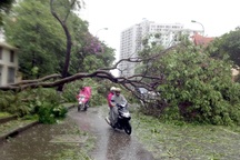 Sở Xây dựng Hà Nội lên tiếng về việc gần 3.000 cây xanh gãy đổ trong bão