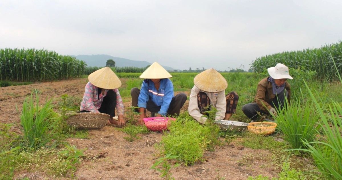 "Vàng trắng" rớt giá một nửa, nông dân vừa thu hoạch vừa lo