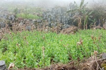 Tiêu hủy hơn 8.000 cây thuốc phiện trồng trong thung lũng núi đá