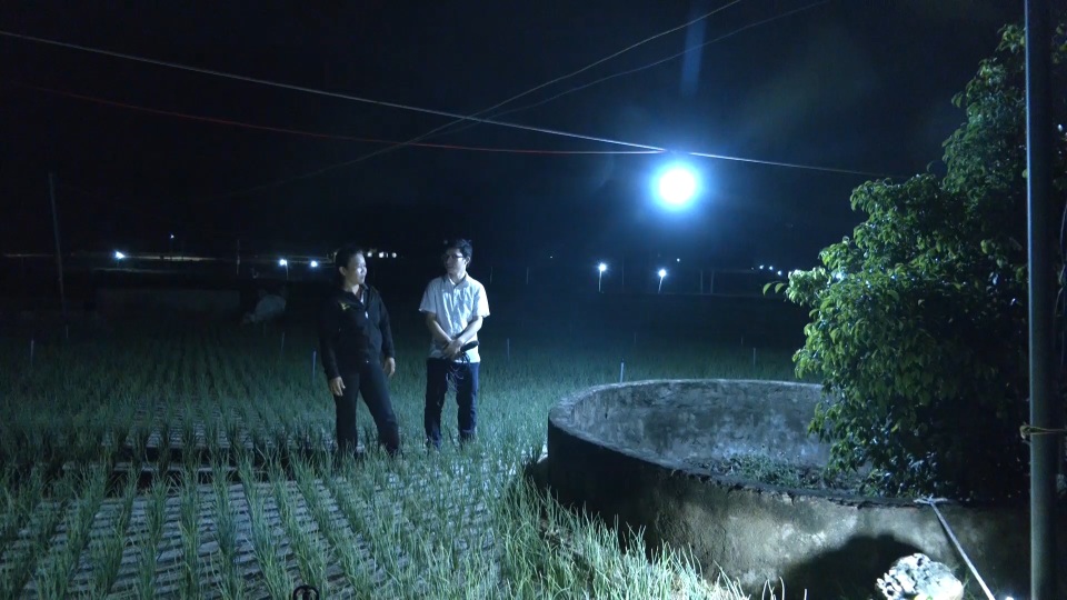 “Bẫy đèn” rực sáng trên ruộng hành Lý Sơn - 2 “Bẫy đèn” rực sáng trên ruộng hành Lý Sơn - 2