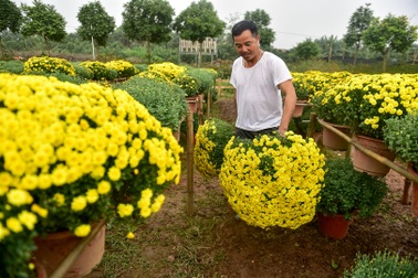 Phát sốt với vườn hoa cúc mâm xôi tuyệt đẹp ngay giữa Thủ đô