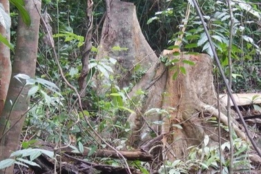 Lợi dụng mưa bão vào chặt phá rừng đặc dụng