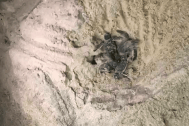 Thú vị xem khoảnh khắc những chú rùa con vừa chào đời liền bò ngay về biển