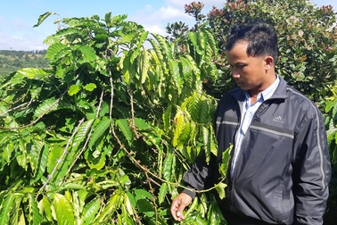 Bức xúc khi gần 600 cây cà phê bị kẻ xấu ngang nhiên hái trộm