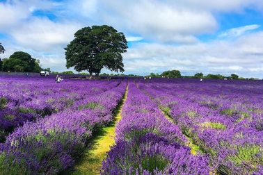 Chiêm ngưỡng vẻ lộng lẫy của những cánh đồng hoa đẹp nhất thế giới