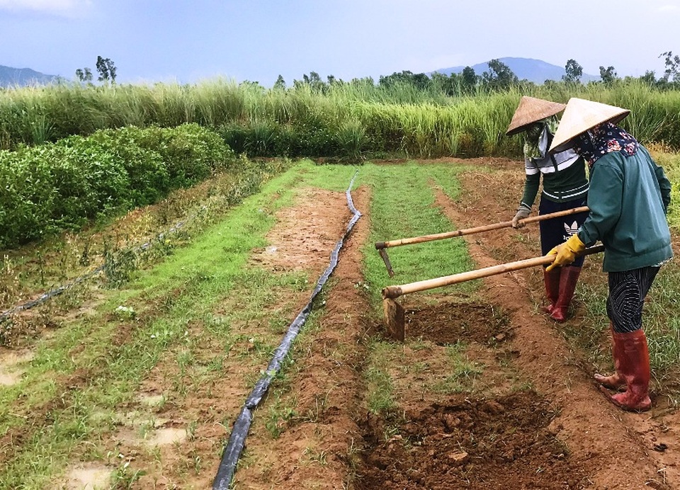 Chàng trai đi Nhật về dùng ớt, tỏi, rau răm… chế thuốc trị bệnh cho rau - 2 Chàng trai đi Nhật về dùng ớt, tỏi, rau răm… chế thuốc trị bệnh cho rau - 2