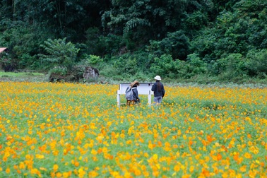 Những hình ảnh tuyệt đẹp của thung lũng Bắc Sơn mùa hoa nở