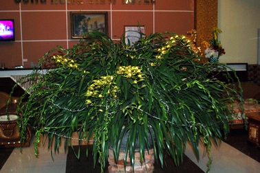 Chậu địa lan Trầm Mộng 103 nhánh bán giá 70 triệu đồng