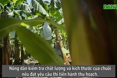 Cho chuối đi "cáp treo", nông dân nhàn tênh ngày thu hoạch