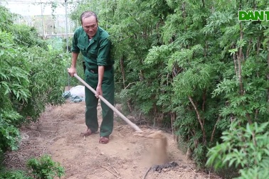 Trồng cây đinh lăng trong nhà lưới, cựu chiến binh hái lá thu bộn tiền