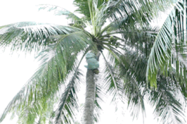 "Thánh" leo dừa nhanh như chớp, lột vỏ bằng răng "độc nhất" ở miền Tây